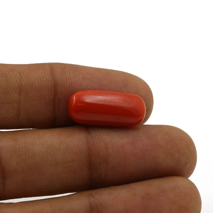 Red Coral (Moonga) - 6.8 Carat