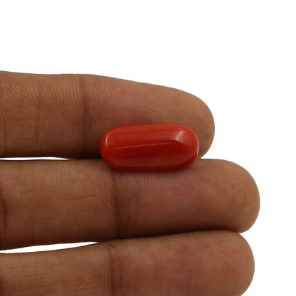 Red Coral (Moonga) - 6.27 Carat