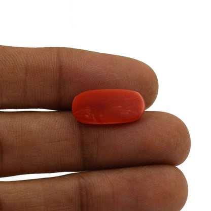 Red Coral (Moonga) - 6.27 Carat