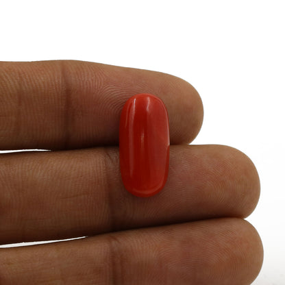 Red Coral (Moonga) - 6.27 Carat