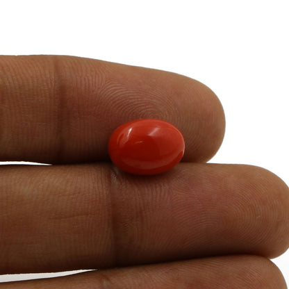 Red Coral (Moonga) - 5.08 Carat