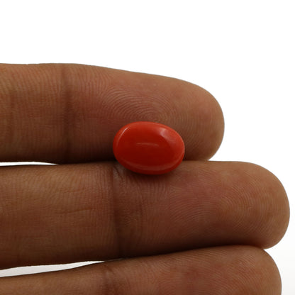 Red Coral (Moonga) - 5.08 Carat