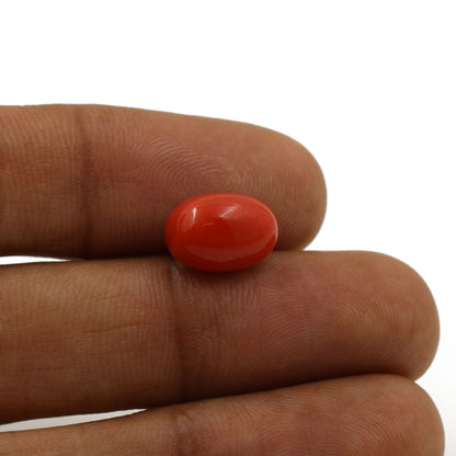 Red Coral (Moonga) - 5.88 Carat