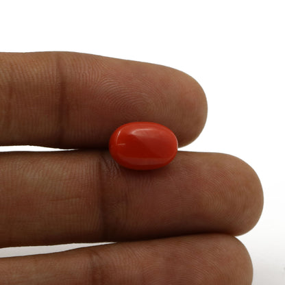 Red Coral (Moonga) - 5.88 Carat