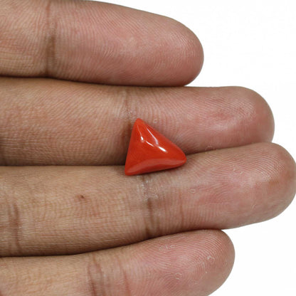 Red Coral (Moonga) - 5.79 Carat