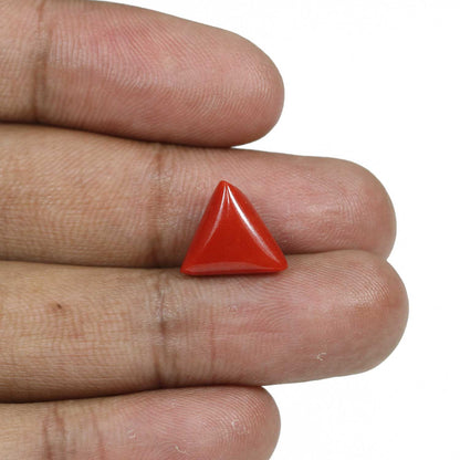 Red Coral (Moonga) - 5.87 Carat