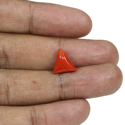 Red Coral (Moonga) - 4.88 Carat