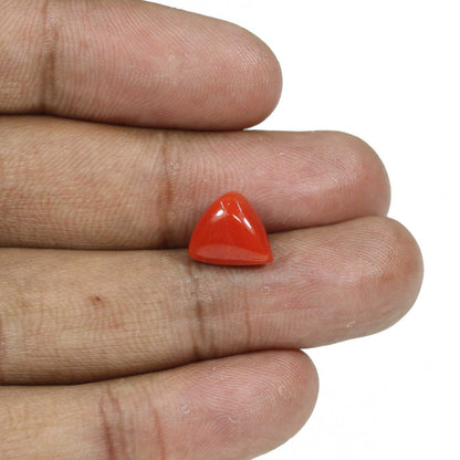 Red Coral (Moonga) - 5.66 Carat