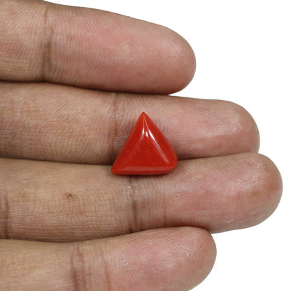 Red Coral (Moonga) - 8.01 Carat