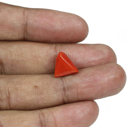 Red Coral (Moonga) - 6.47 Carat