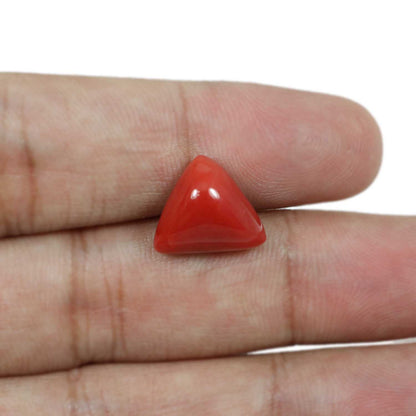 Red Coral (Moonga) - 7.63 Carat