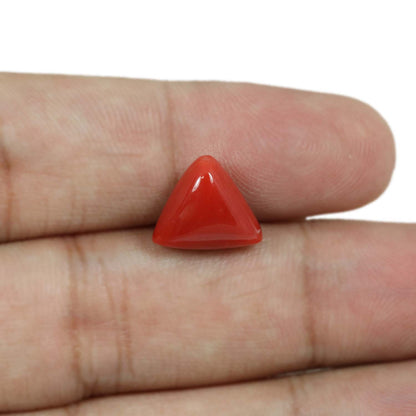 Red Coral (Moonga) - 5.66 Carat