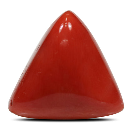 Red Coral (Moonga) - 15.54 Carat
