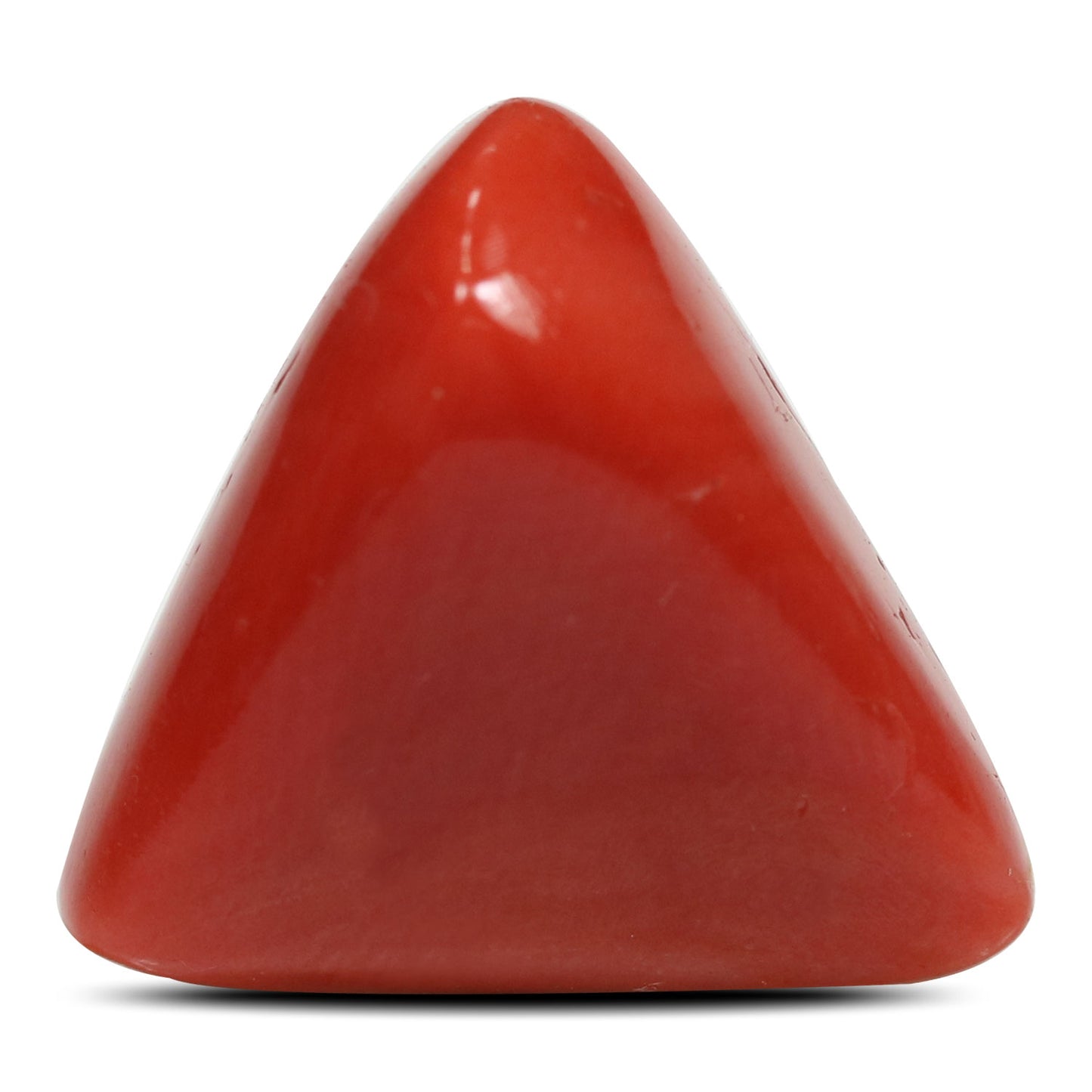 Red Coral (Moonga) - 15.54 Carat