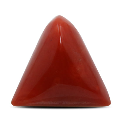Red Coral (Moonga) - 14 Carat
