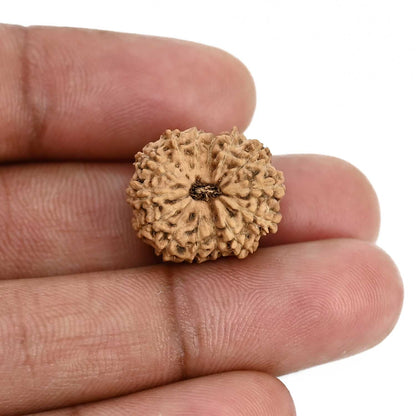 14 Mukhi Rudraksha (Indonesia) 18.81 M.M.