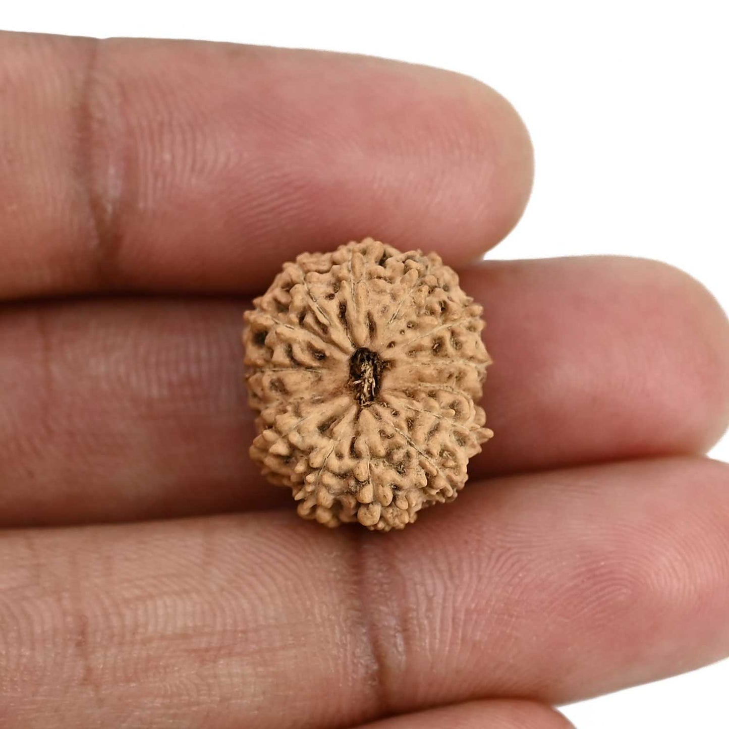 14 Mukhi Rudraksha (Indonesia) 18.81 M.M.