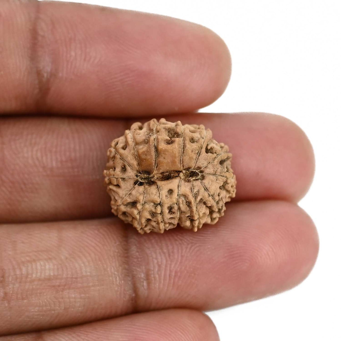 14 Mukhi Rudraksha (Indonesia) 18.81 M.M.