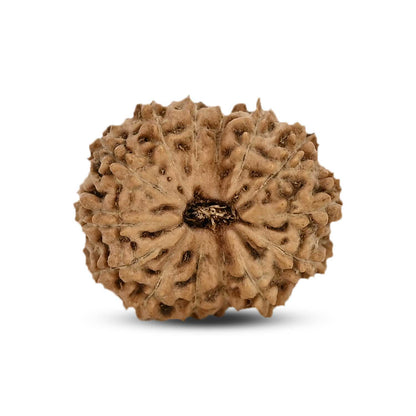 14 Mukhi Rudraksha (Indonesia) 18.81 M.M.