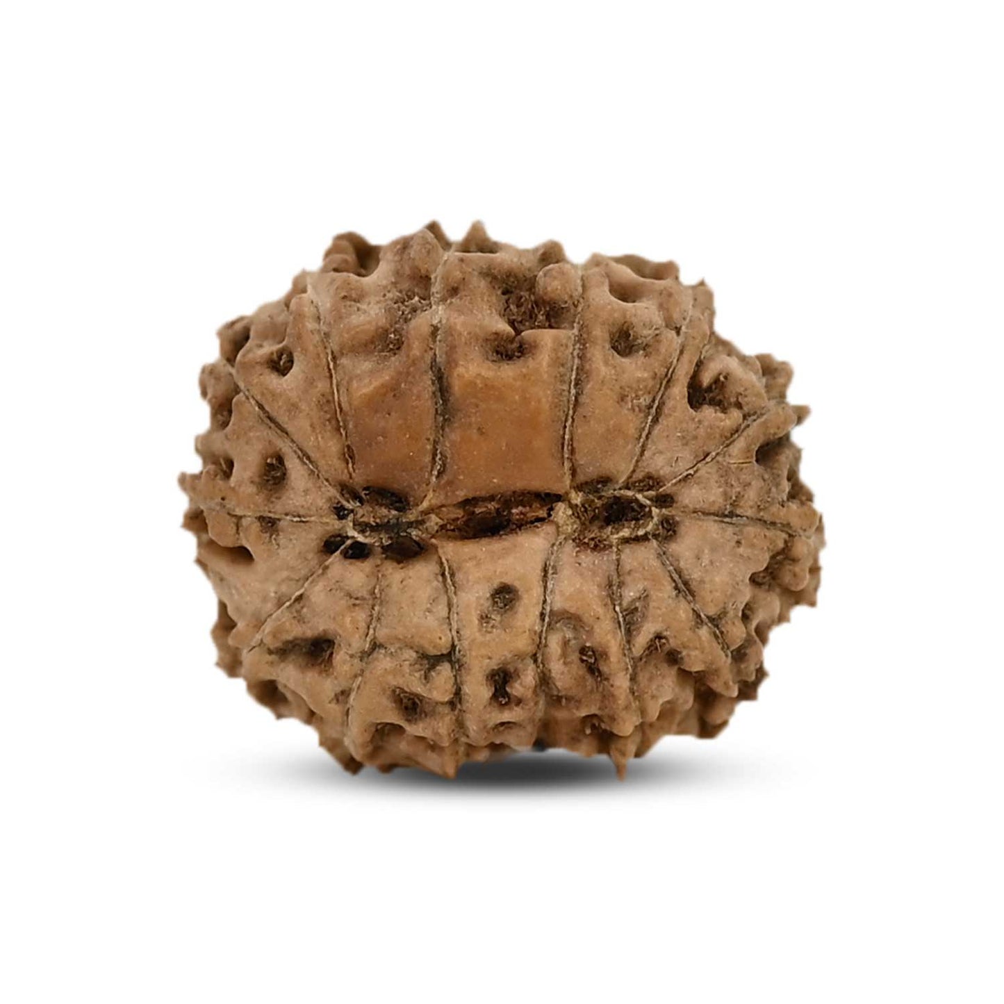 14 Mukhi Rudraksha (Indonesia) 18.81 M.M.