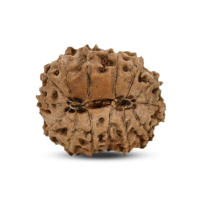 14 Mukhi Rudraksha (Indonesia) 18.81 M.M.