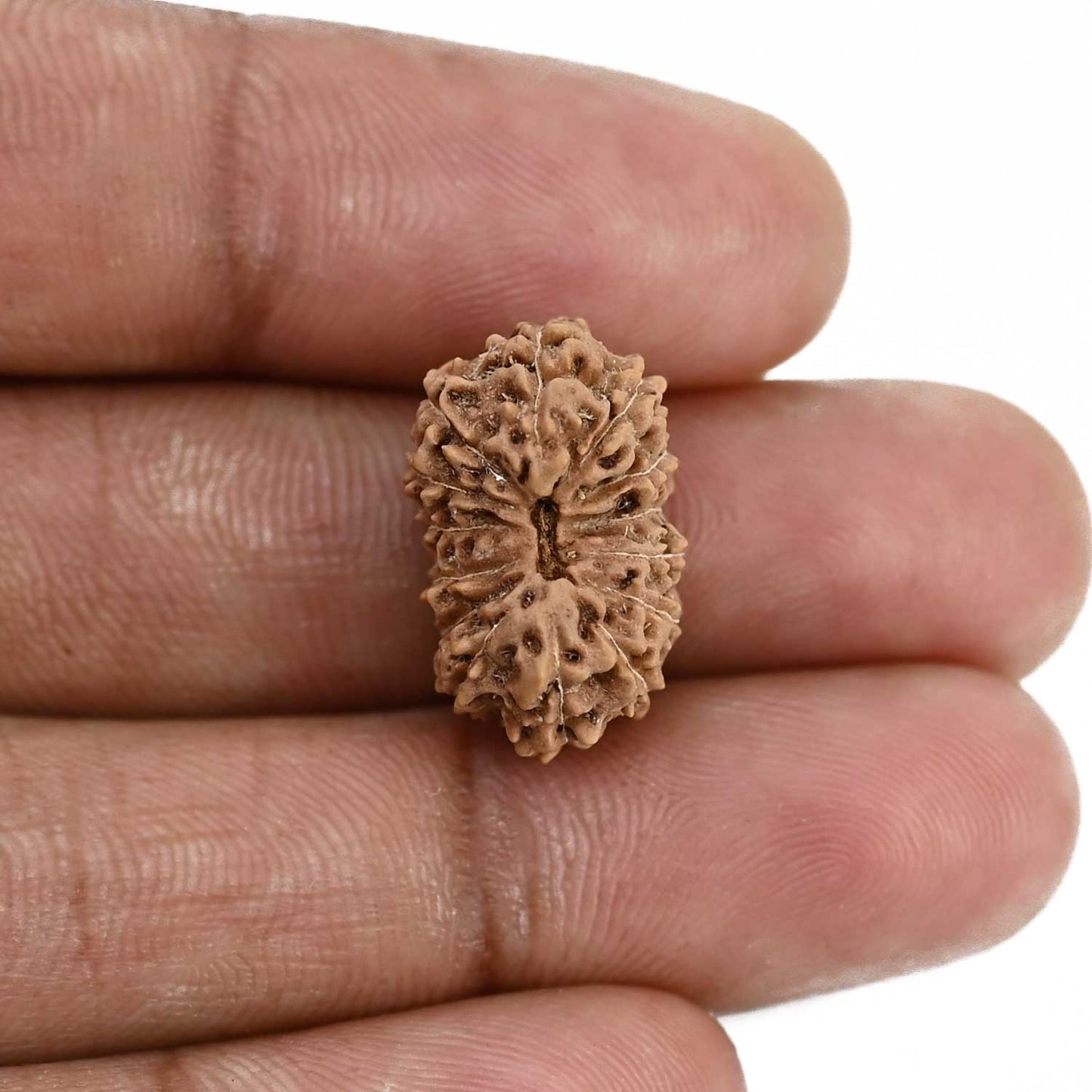 14 Mukhi Rudraksha (Indonesia) 19.8 M.M.