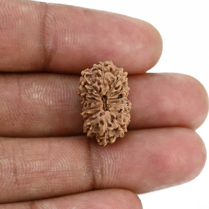 14 Mukhi Rudraksha (Indonesia) 19.8 M.M.