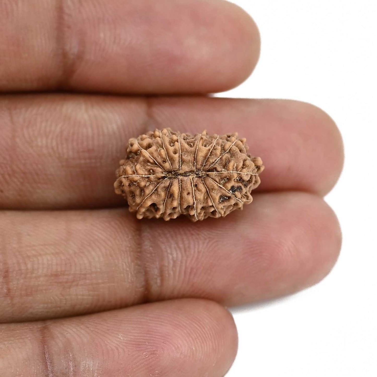 14 Mukhi Rudraksha (Indonesia) 19.8 M.M.
