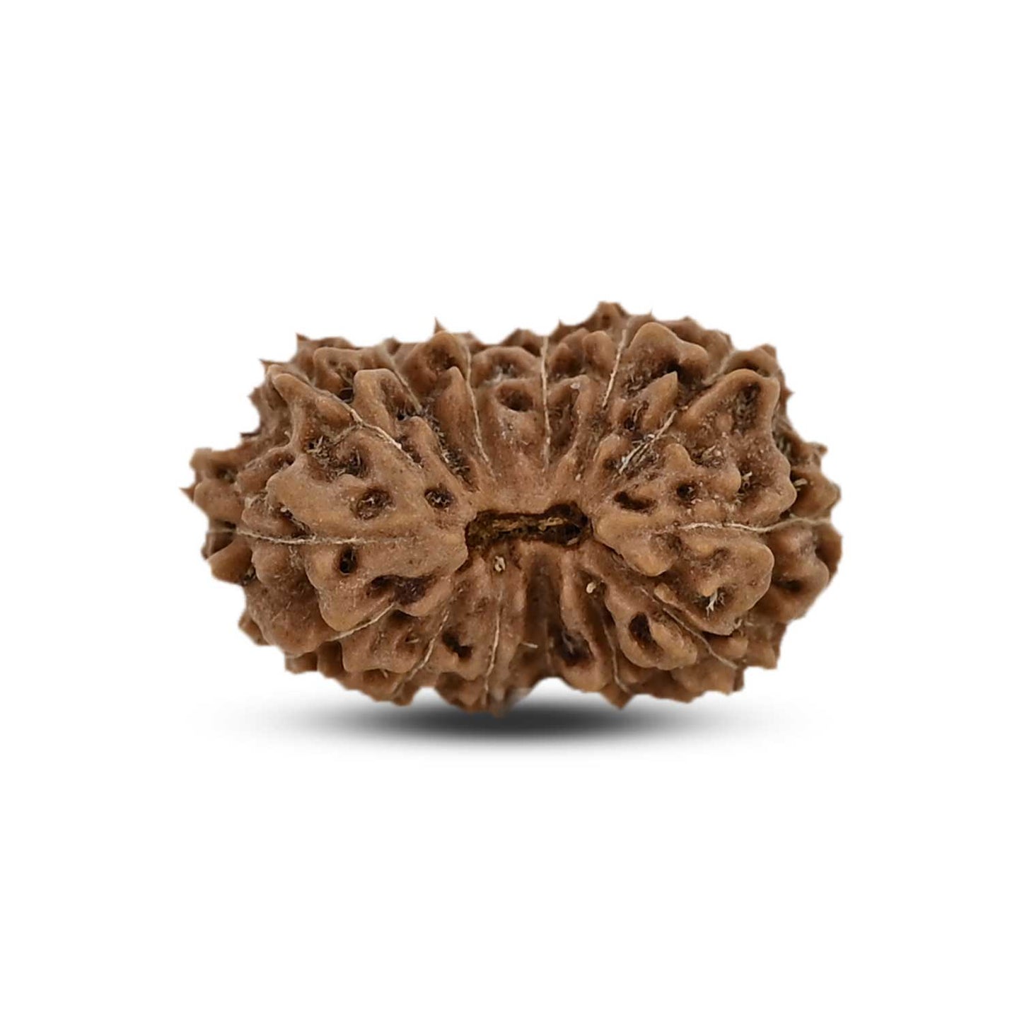 14 Mukhi Rudraksha (Indonesia) 19.8 M.M.