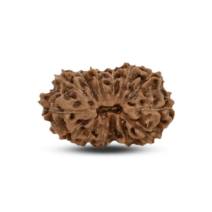 14 Mukhi Rudraksha (Indonesia) 19.8 M.M.