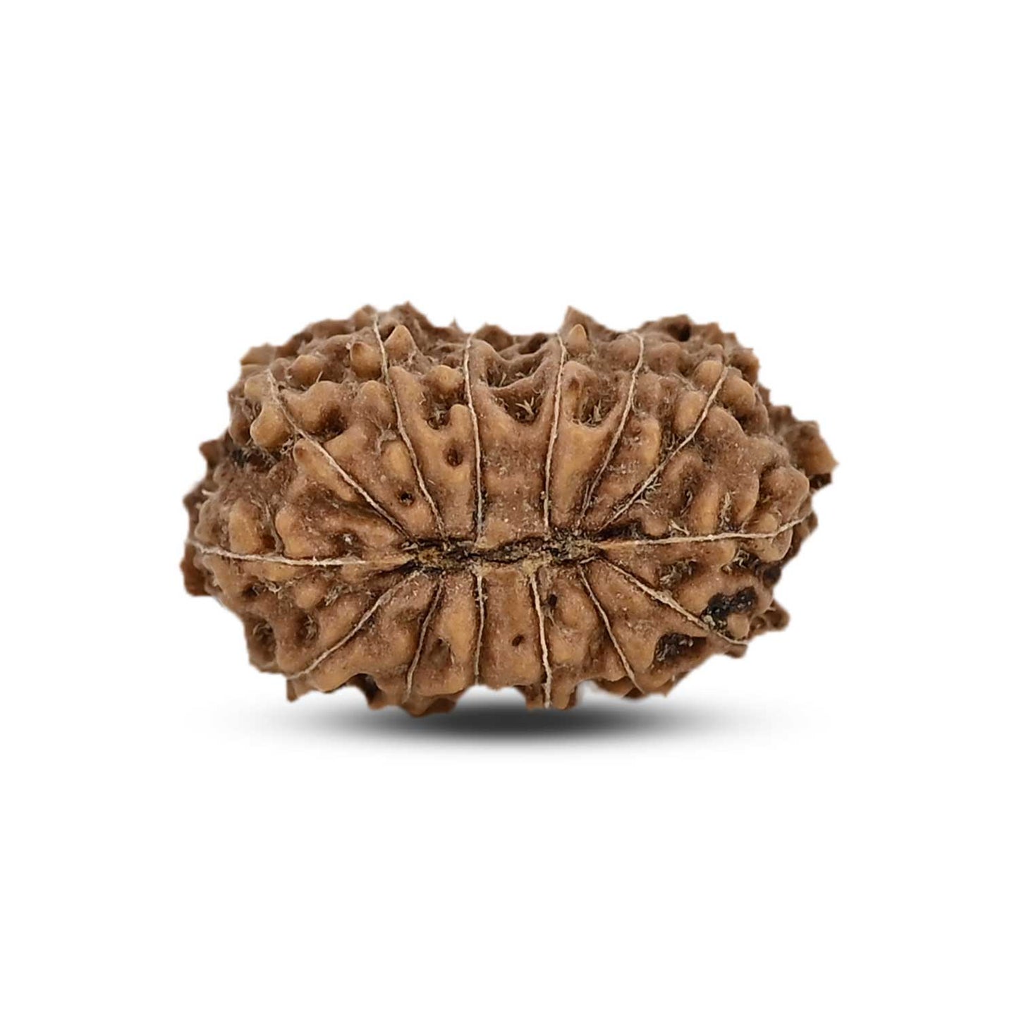 14 Mukhi Rudraksha (Indonesia) 19.8 M.M.