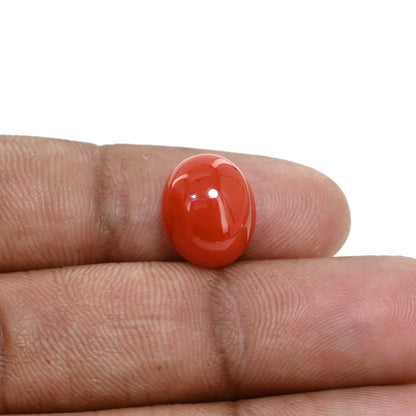 Japanese Red Coral (Moonga) 5.58 Carat