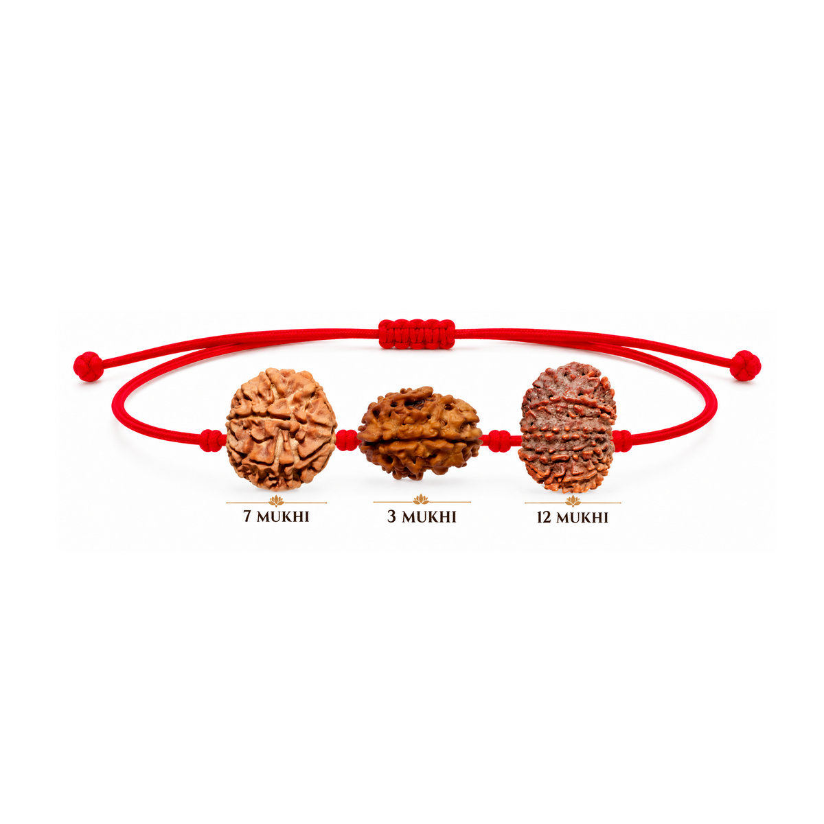 Raj Tejas Kavach - 12, 3 & 7 Mukhi Rudraksha