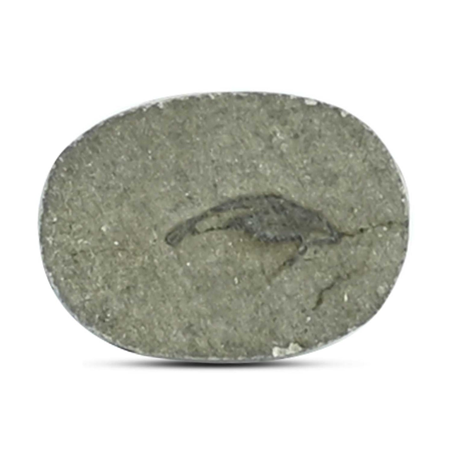Natural Pyrite Cts 12.31 Ratti 13.53