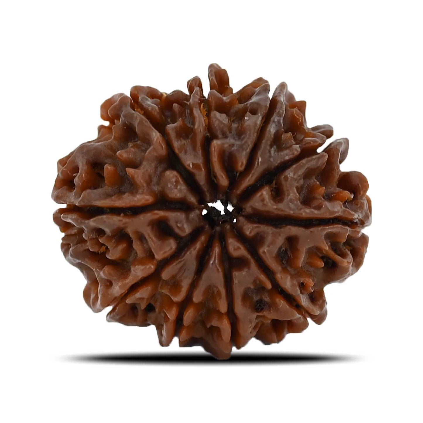 10 Mukhi Rudraksha (Nepal) 23.7 MM