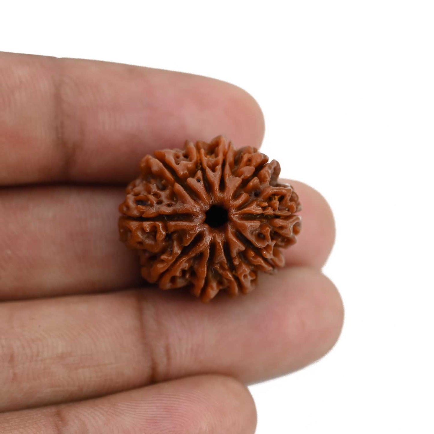 10 Mukhi Rudraksha (Nepal) 23.7 MM