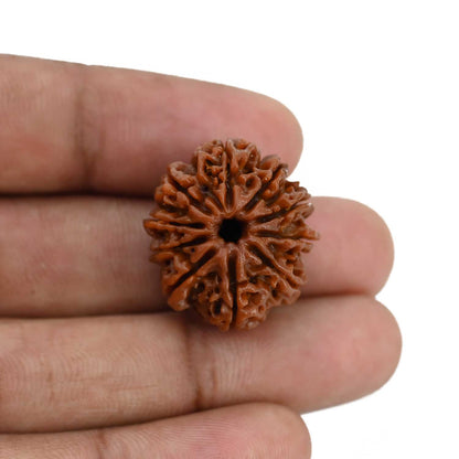 10 Mukhi Rudraksha (Nepal) 23.7 MM