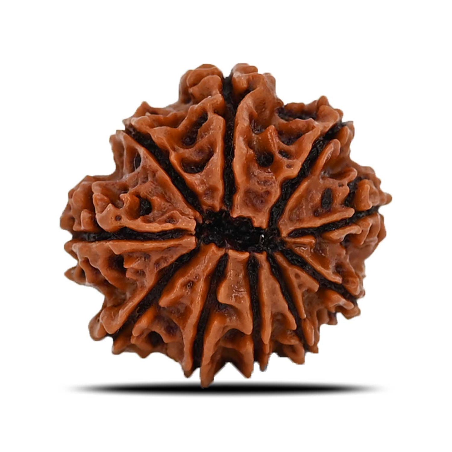 10 Mukhi Rudraksha (Nepal) 22.68 MM