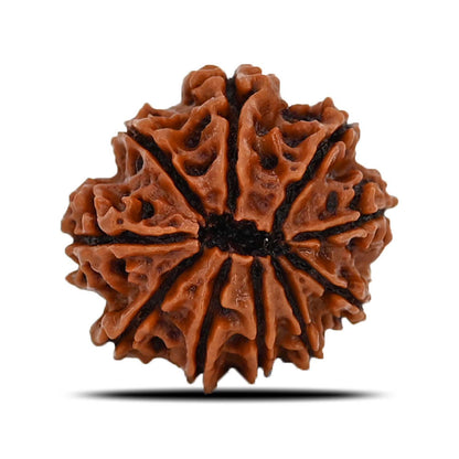 10 Mukhi Rudraksha (Nepal) 22.68 MM