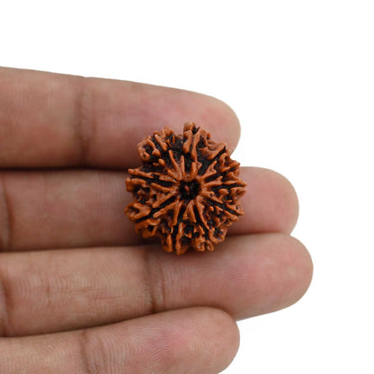 10 Mukhi Rudraksha (Nepal) 22.68 MM