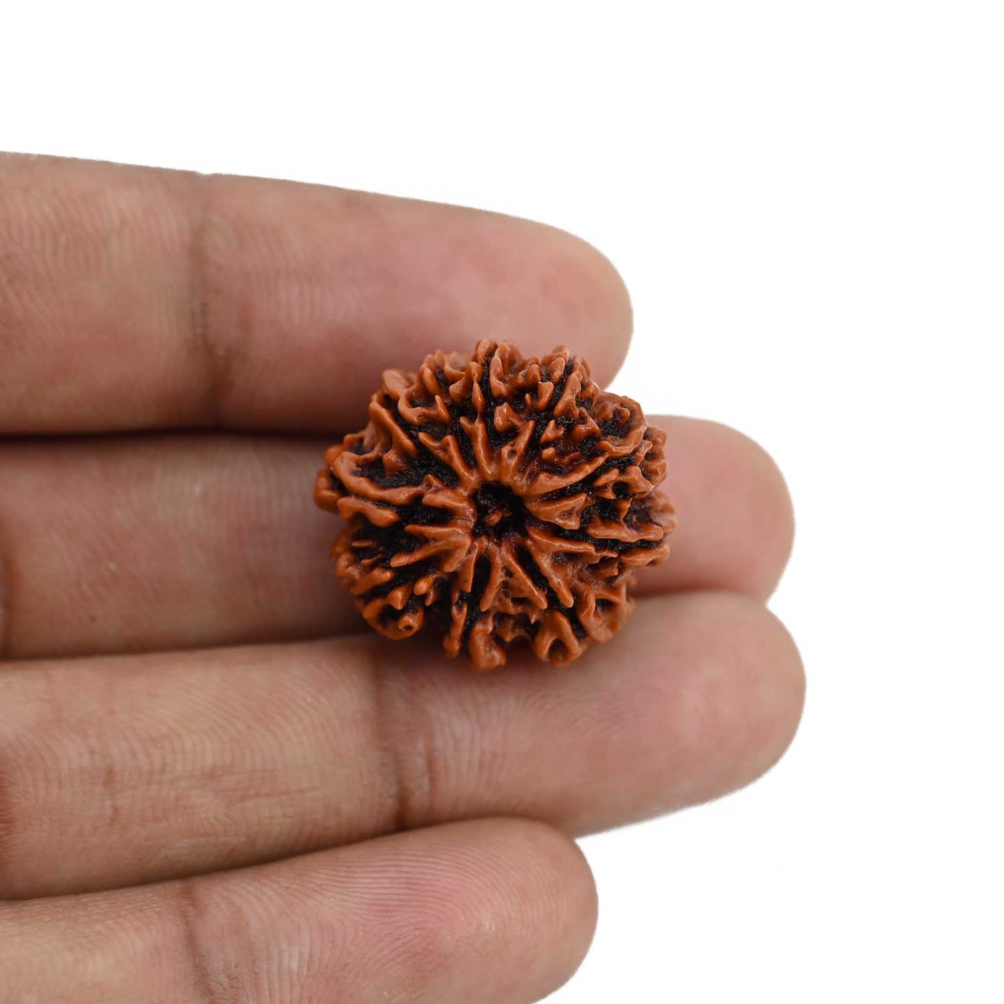10 Mukhi Rudraksha (Nepal) 22.68 MM