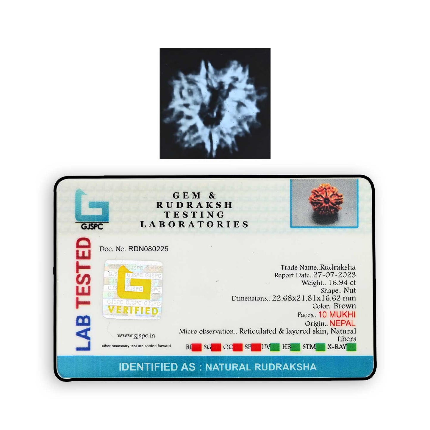 10 Mukhi Rudraksha (Nepal) 22.68 MM