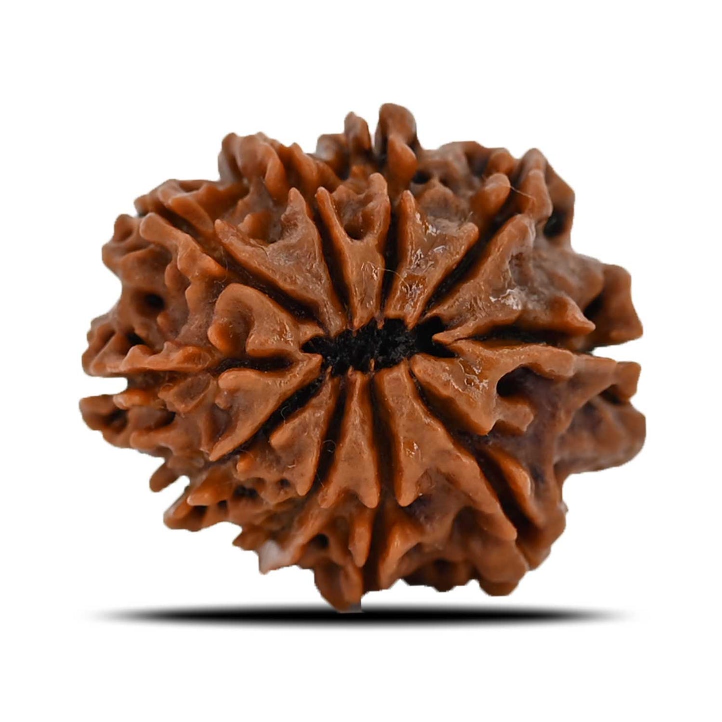 10 Mukhi Rudraksha (Nepal) 23.73 MM