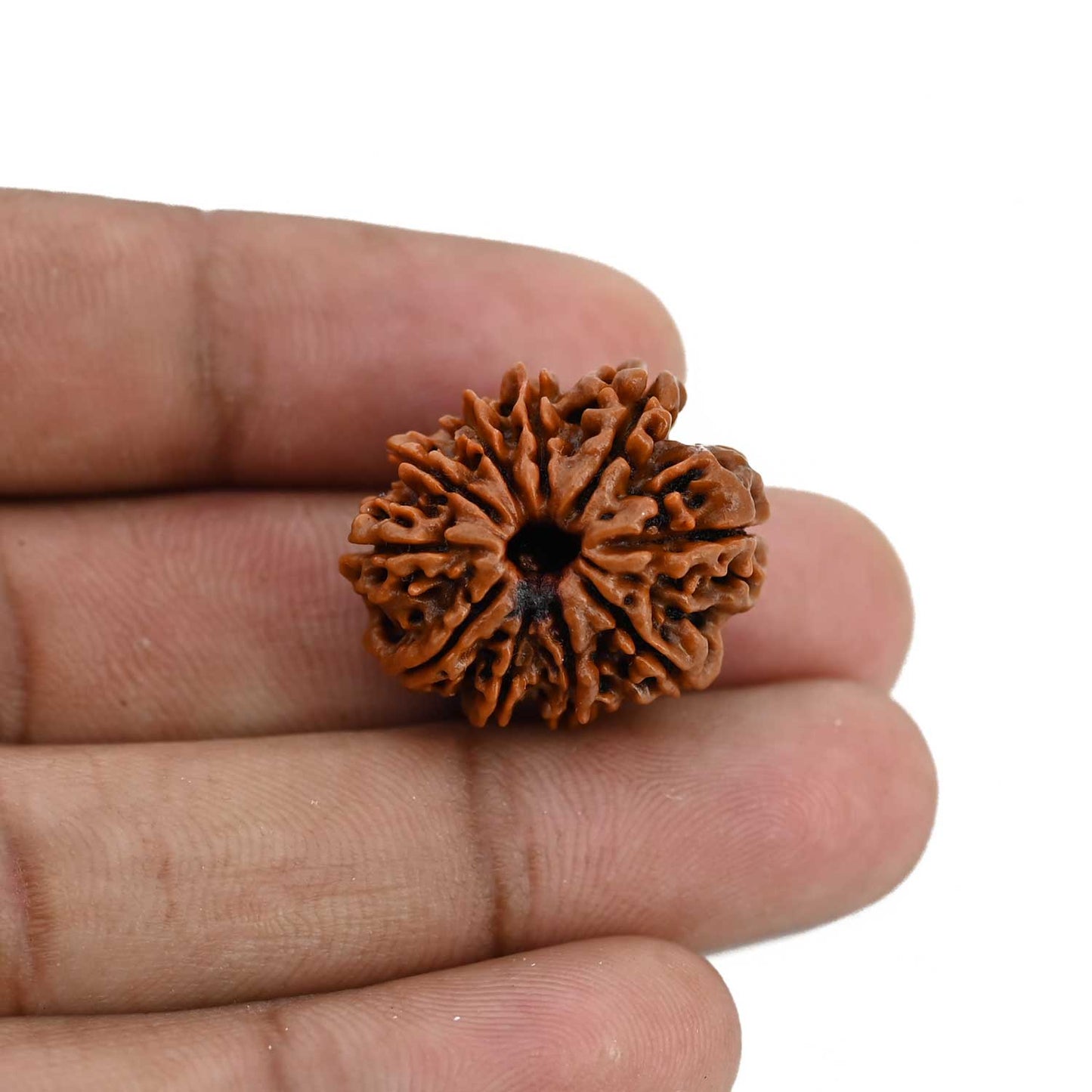 10 Mukhi Rudraksha (Nepal) 23.73 MM