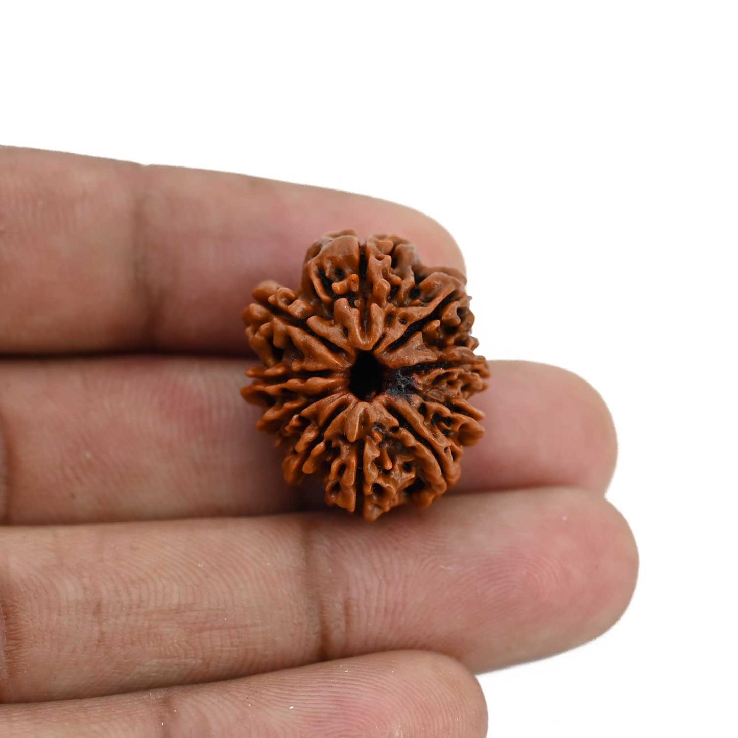 10 Mukhi Rudraksha (Nepal) 23.73 MM