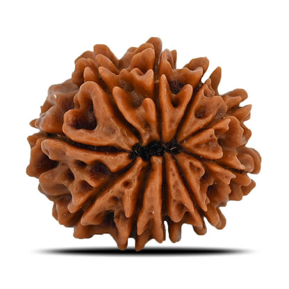 10 Mukhi Rudraksha (Nepal) 22.58 MM