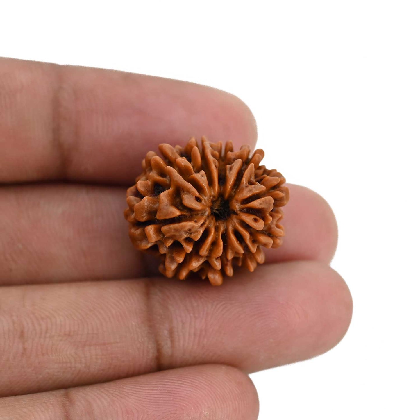 10 Mukhi Rudraksha (Nepal) 22.58 MM