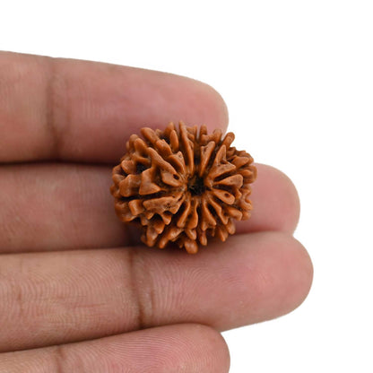 10 Mukhi Rudraksha (Nepal) 22.58 MM