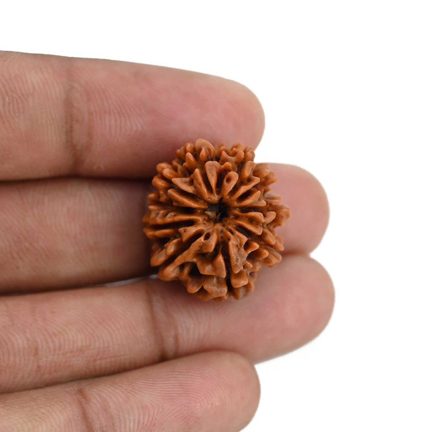 10 Mukhi Rudraksha (Nepal) 22.58 MM