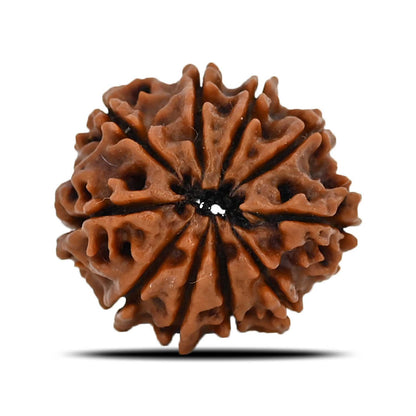 10 Mukhi Rudraksha (Nepal) 21.57 MM